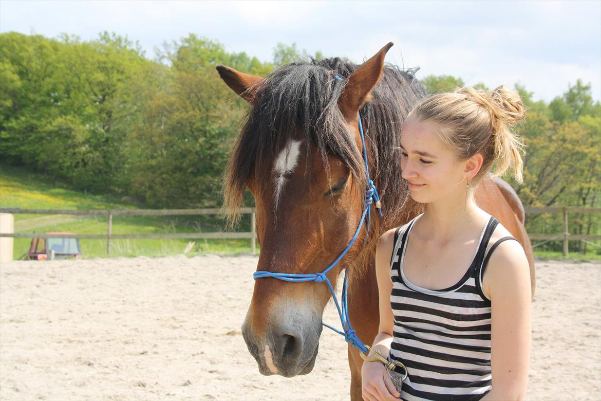 Welsh Cob (sec D) Charlie Brown •Parten• - så smuk han er. billede 10