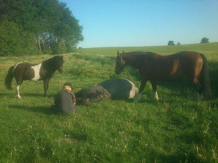 Belgier Bormosens Herkules - hygge i den lille flok billede 18