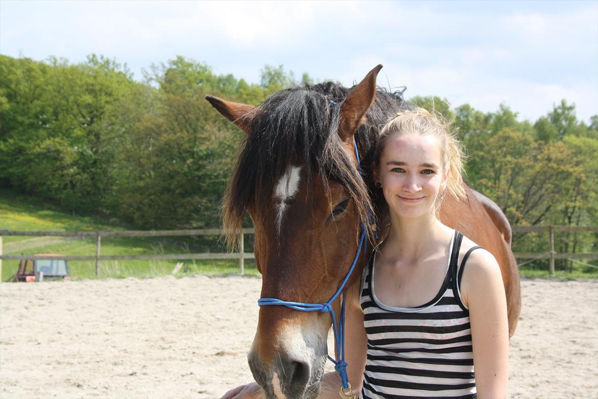 Welsh Cob (sec D) Charlie Brown •Parten• - hyggelig dag, med lidt tullenrundt og derefter hms (-;
 billede 11