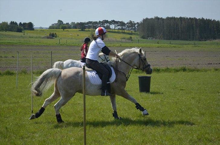 Anden særlig race WILD SECRET. BLINKENDE STJERNE - 2012.. Når et menneske møder en hest, så møder det skyggen af sit eget jeg og samtidig håbets gnist i sig selv.. billede 17