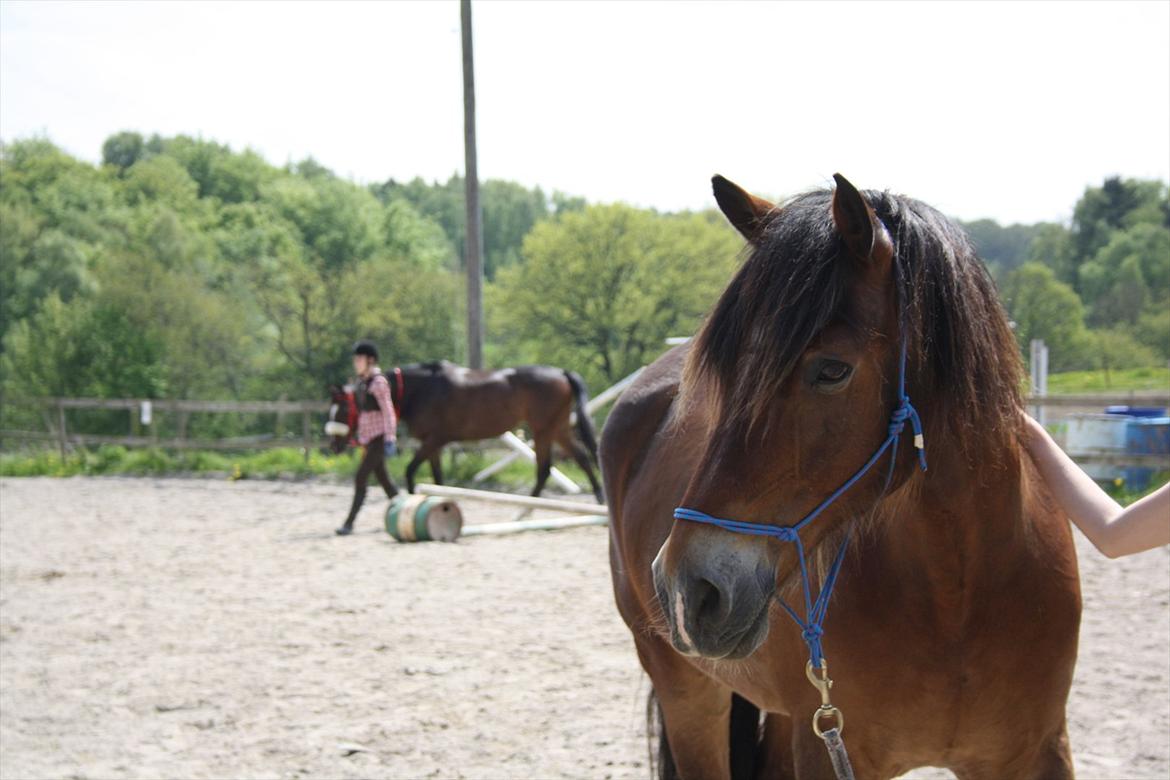 Welsh Cob (sec D) Charlie Brown •Parten• - stav ordet smuk, C-H-A-R-L-I-E! billede 12