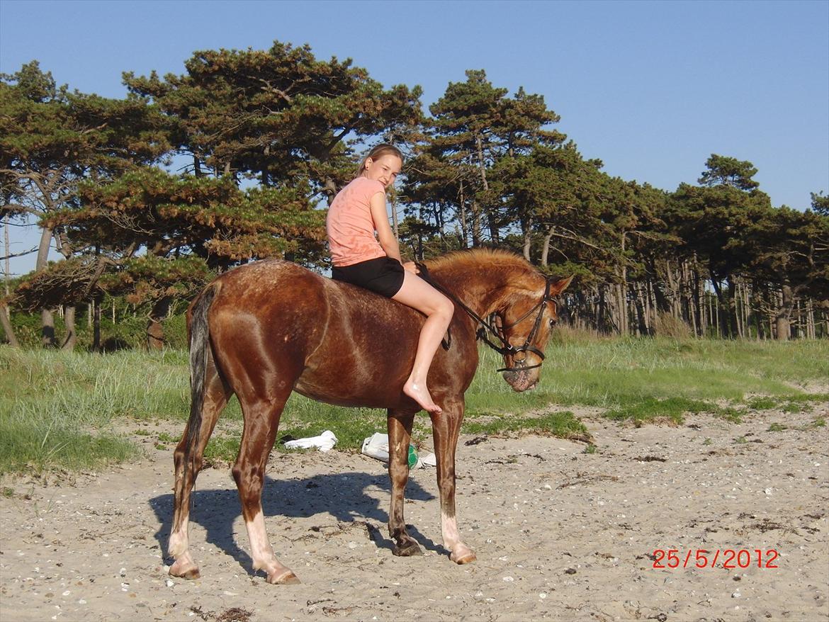 Appaloosa Rambo - På stranden:-D Mega hyggeligt, med de sødeste mennesker og dyr!<3 billede 20
