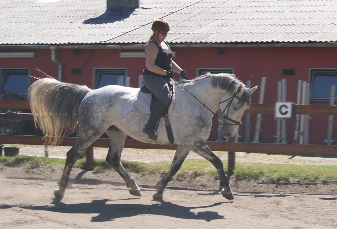 Anden særlig race Isha *solgt* billede 5