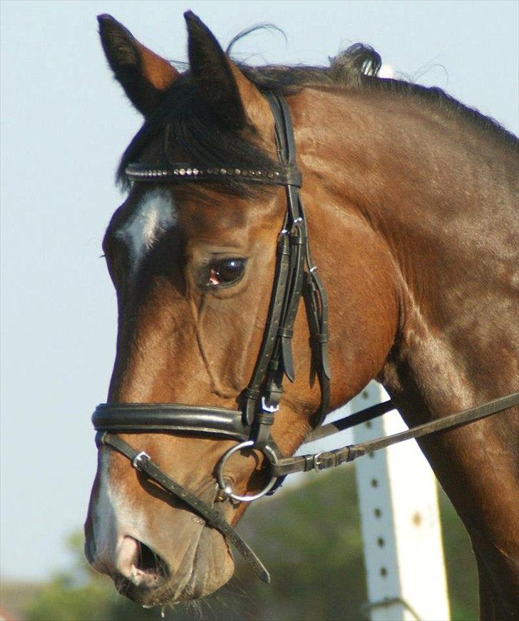 Dansk Varmblod Åen`s April - B - HEST <3. - Min baby! billede 1