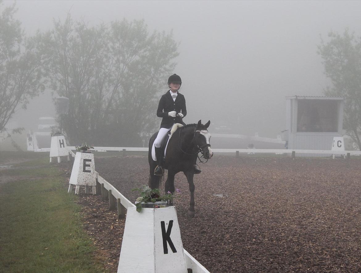 Welsh Partbred (Sec F) Hollywoods Bobby Brown - på vej ud fra banen, hvor vi har redet vores første LA1 kl. 7 om morgen. billede 2