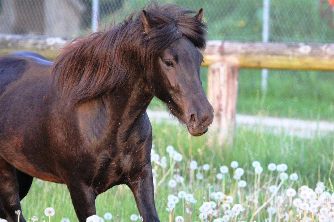 Islænder Perla fra Villaknot - 25/05-12 billede 2