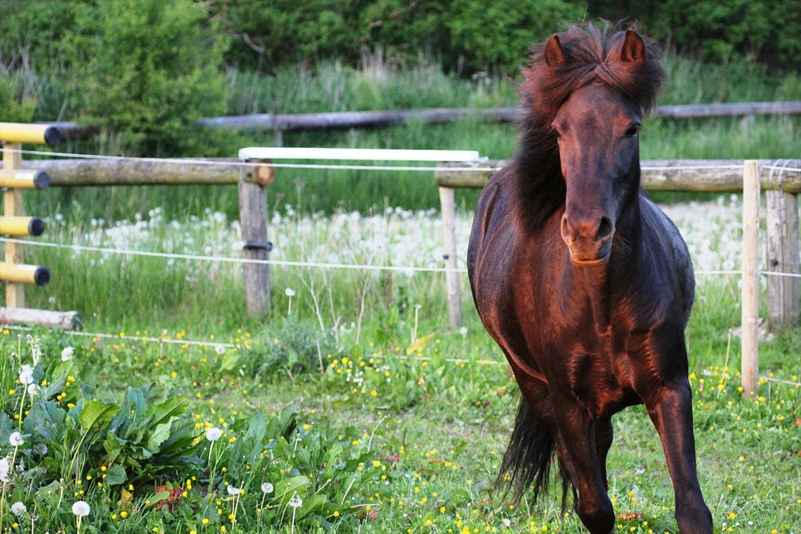 Islænder Perla fra Villaknot billede 3