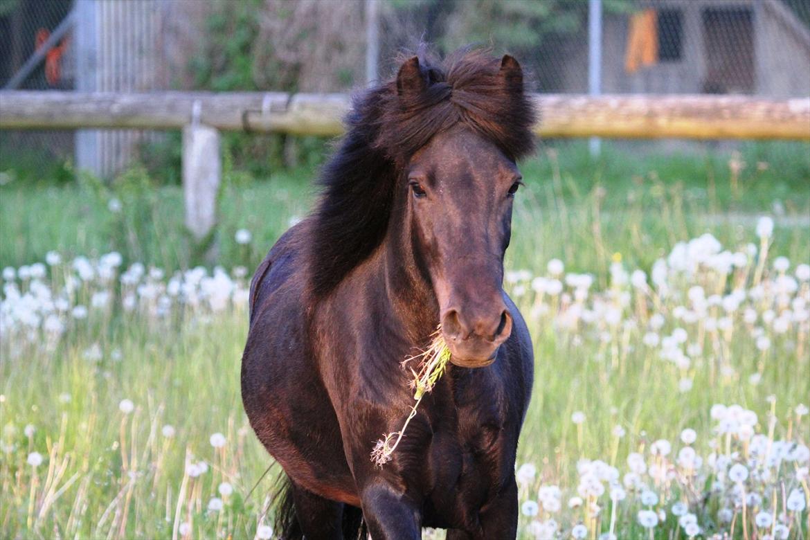 Islænder Perla fra Villaknot billede 1