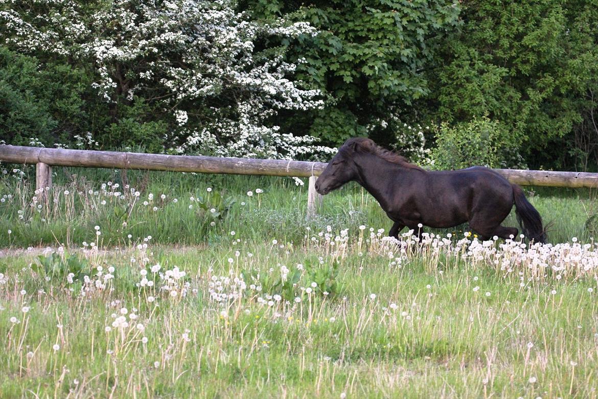 Islænder Perla fra Villaknot billede 4
