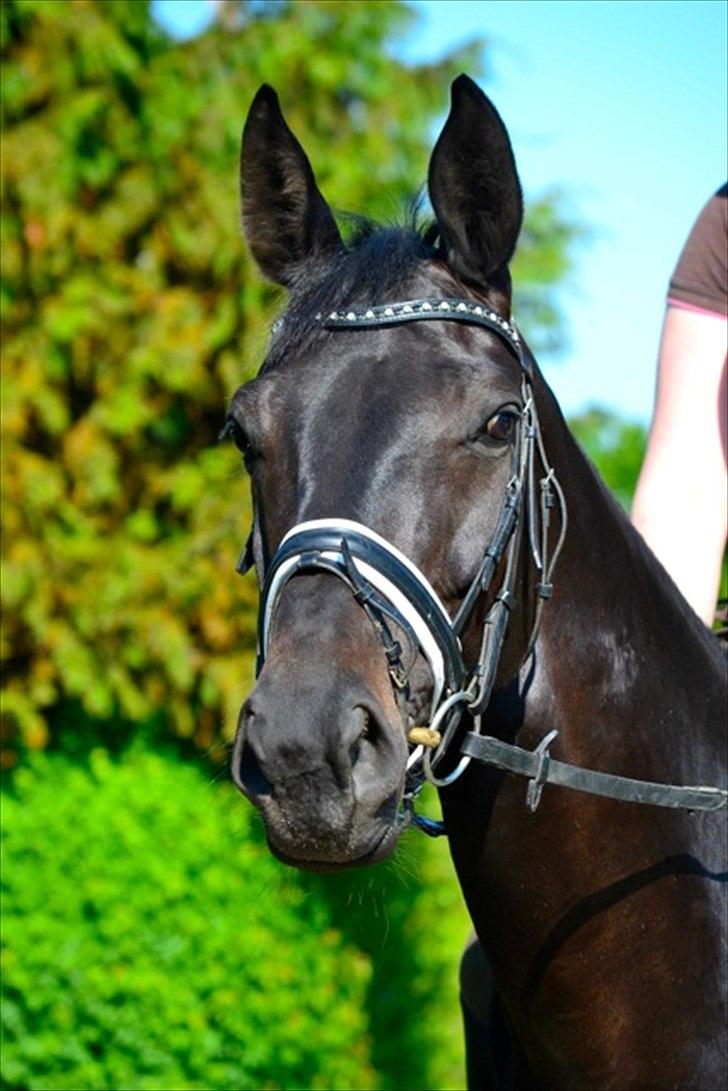Trakehner Lefitia "Effie"  - d. 24-05-2012
taget af Signe Rich billede 18