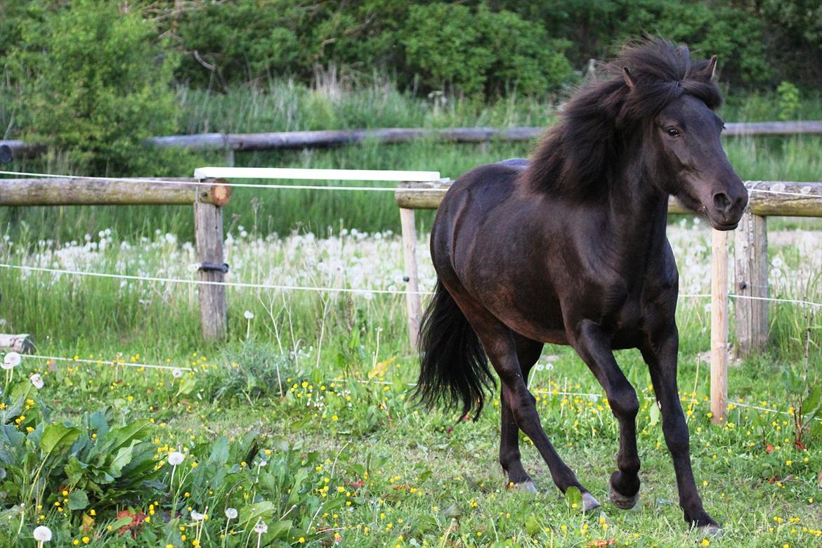Islænder Perla fra Villaknot billede 5
