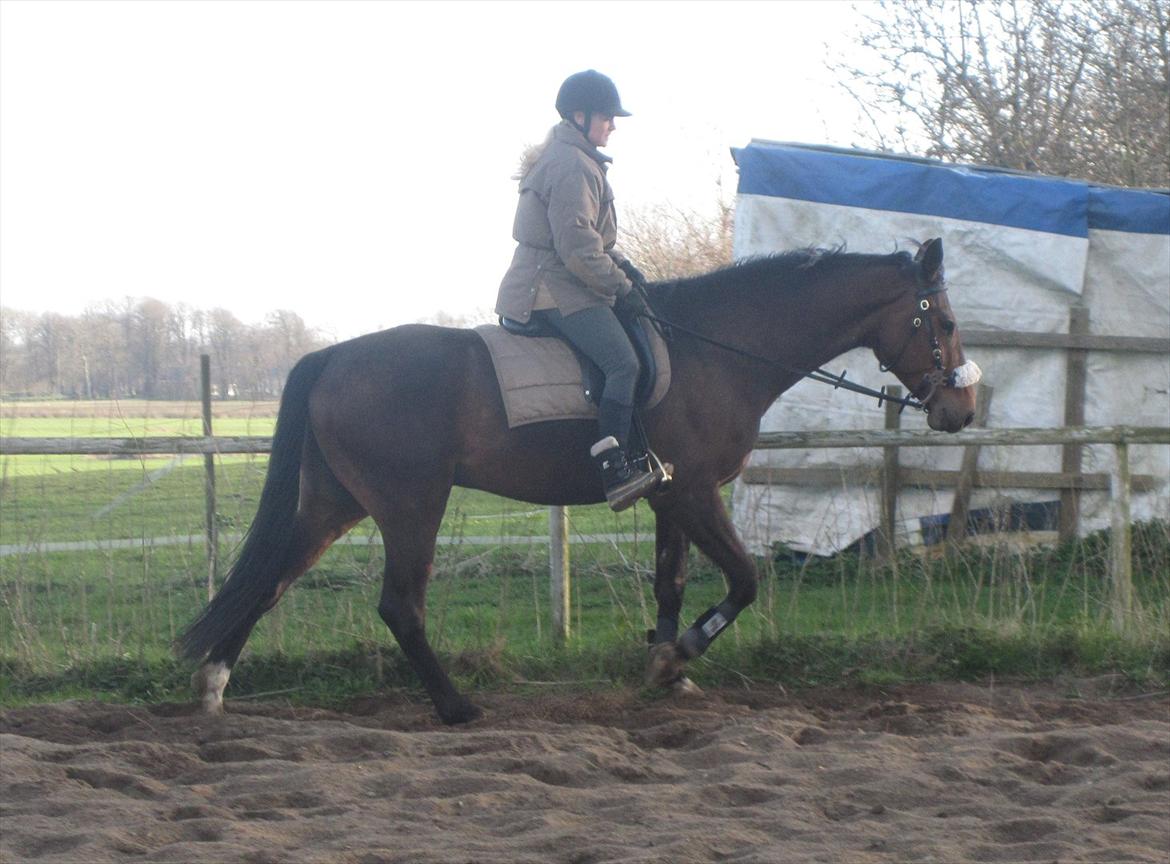 Anden særlig race Commando billede 3