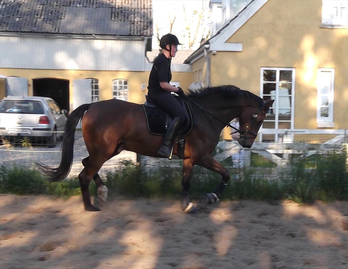 Anden særlig race Commando billede 7