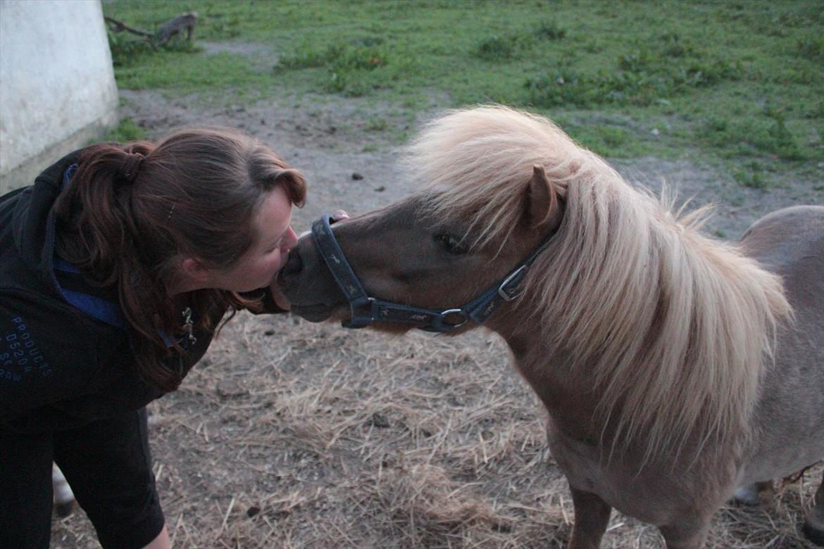 Shetlænder Aastrupgaards August - Elsker min ponyhest! billede 6