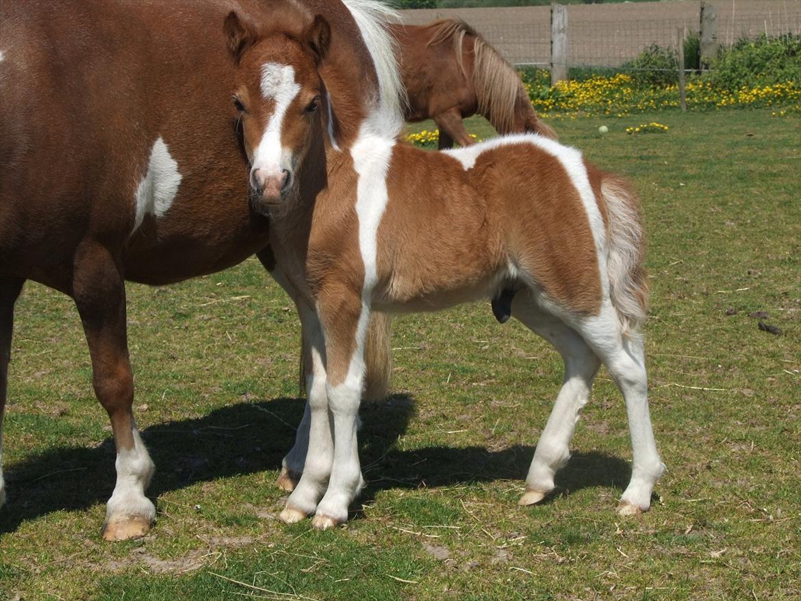 Dansk Miniature Søglimts... billede 4