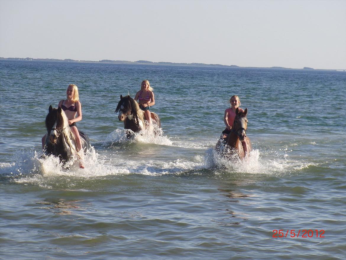 Appaloosa Rambo - Jeg er lykkelig sammen med DIG!<3 billede 2