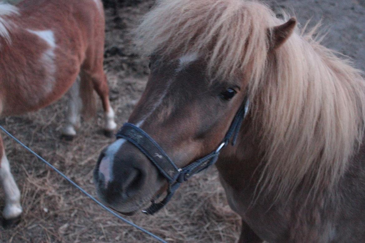 Shetlænder Aastrupgaards August - Hej, er jeg ikke bare skøn?! billede 7