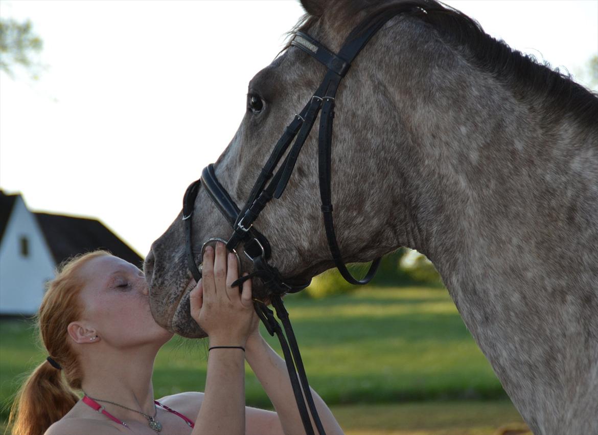 Knabstrupper Storlunds Sun-Light - <3 billede 7