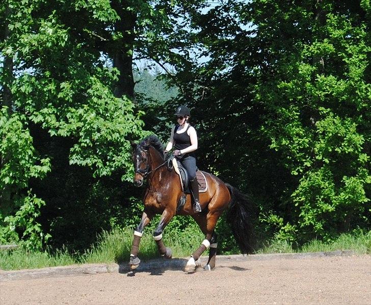 Dansk Varmblod Hjorth's Diamond Boy billede 6