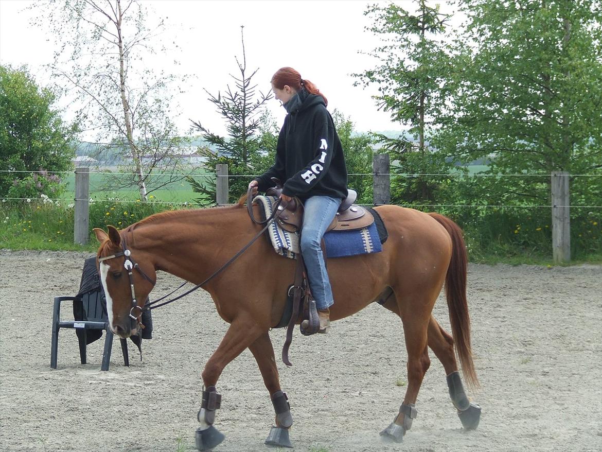 Anden særlig race Phoenex - Foto: Stald Dalen
D. 19. Maj billede 15