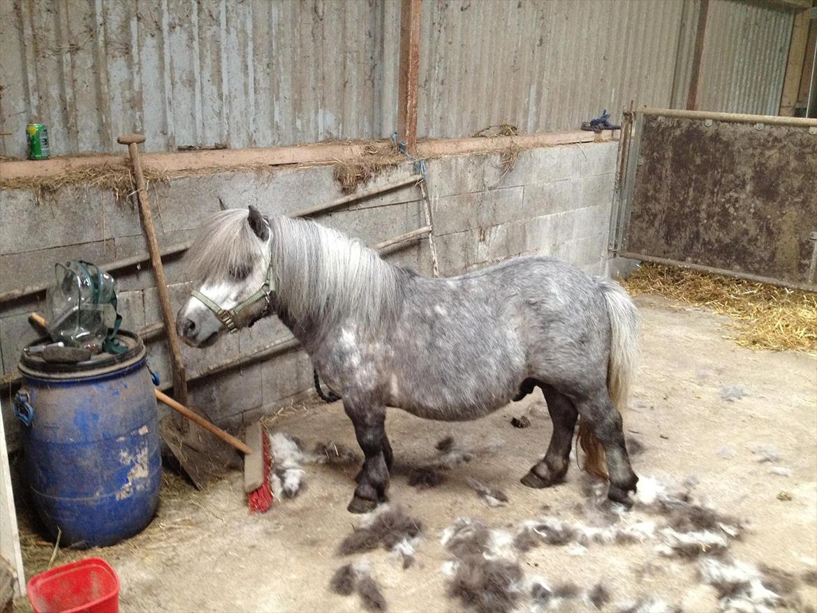 Shetlænder Tøttrups Minimum *solgt* - Maj 2012 - Synes selv han har gjort en super udvikling siden jeg købte ham. billede 4