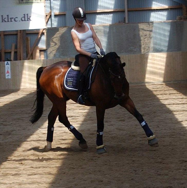 Dansk Varmblod Markgårds Donnewind - Samling med landstræneren 12-13 maj 2012 billede 8