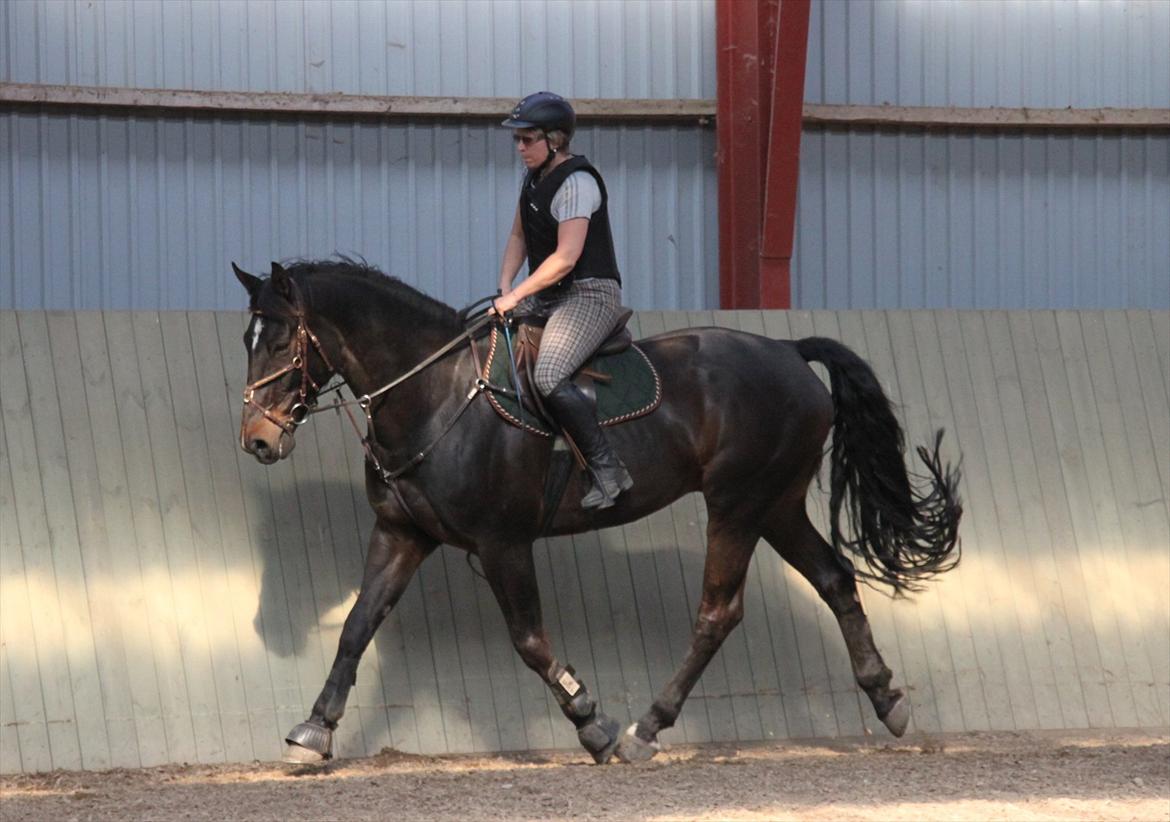 Belgisk varmblod Cartusch van de werf - I ridehuset d. 25/5 billede 10