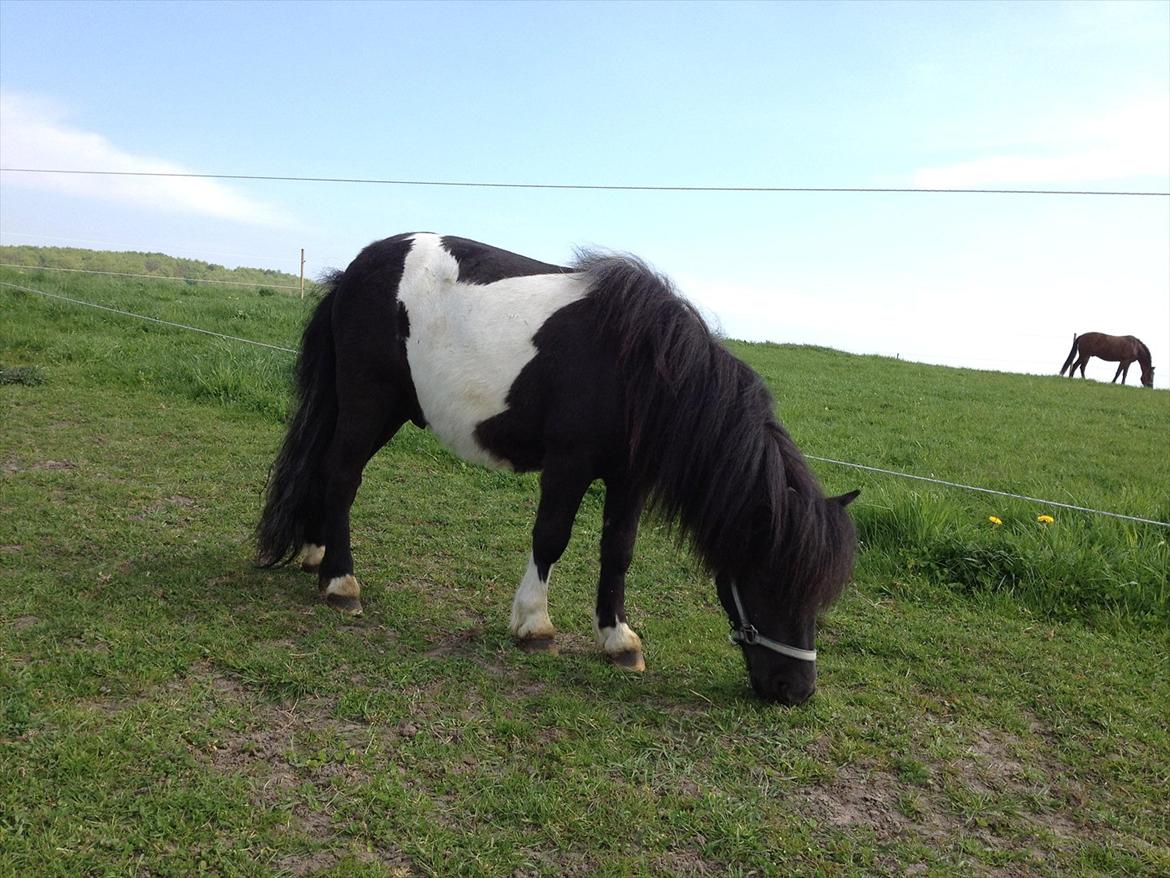 Shetlænder Vadehavets Figero *solgt* - Maj 2012 billede 6