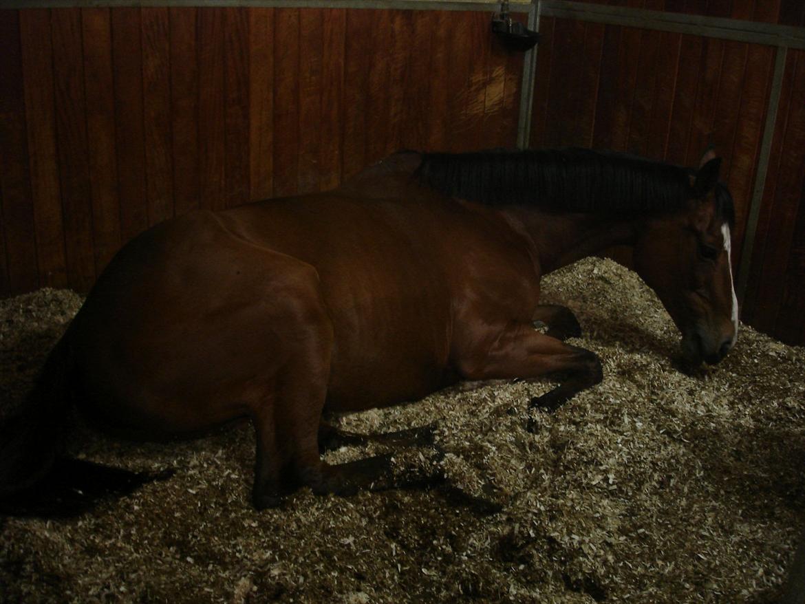 Selle Francais Katrine Del Sole billede 7