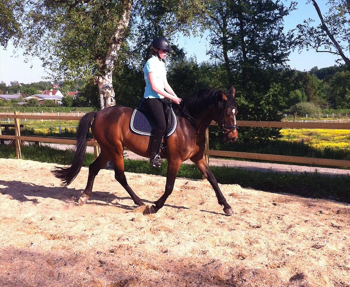 Anden særlig race Freja  billede 3