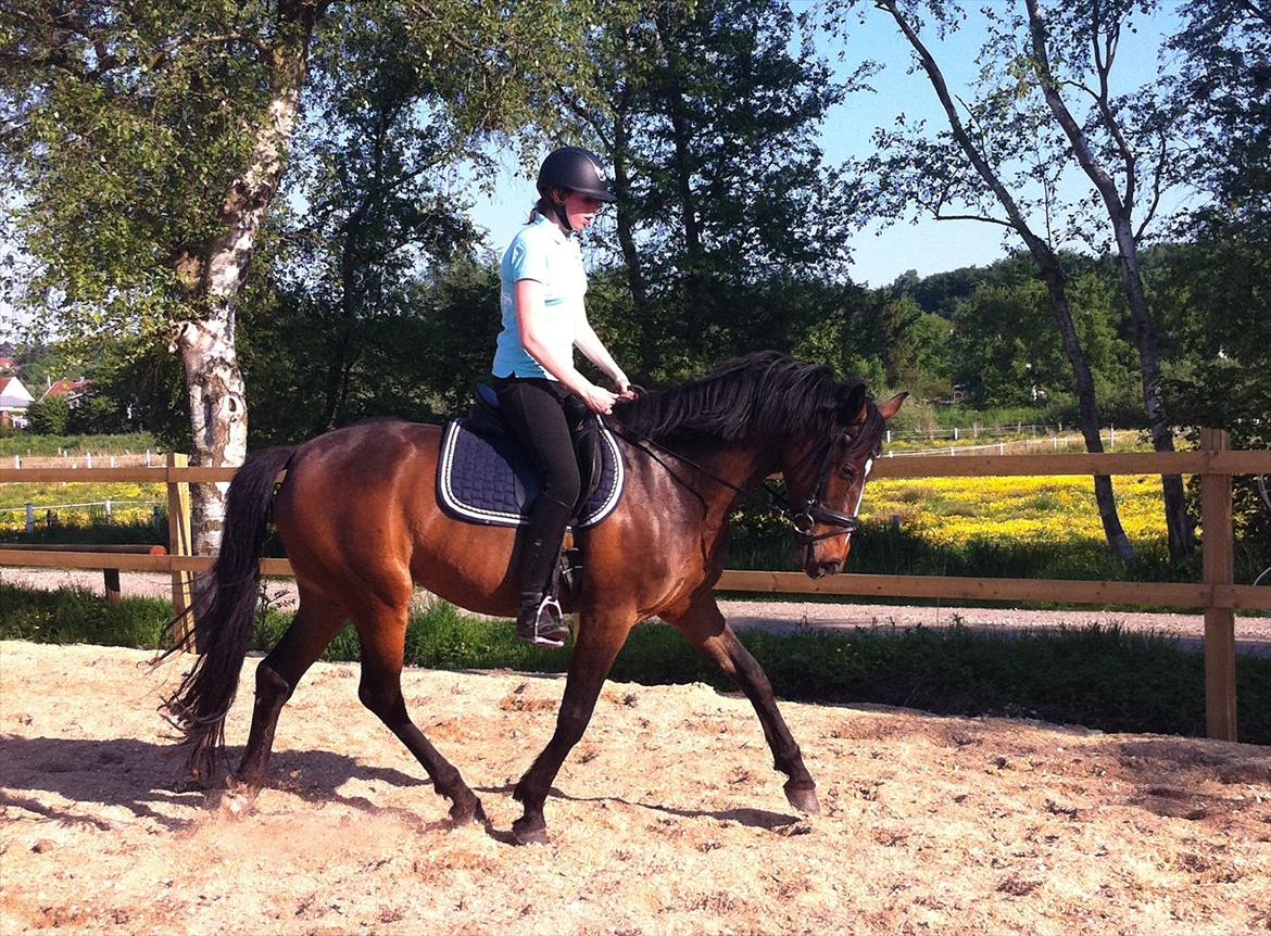 Anden særlig race Freja  billede 7