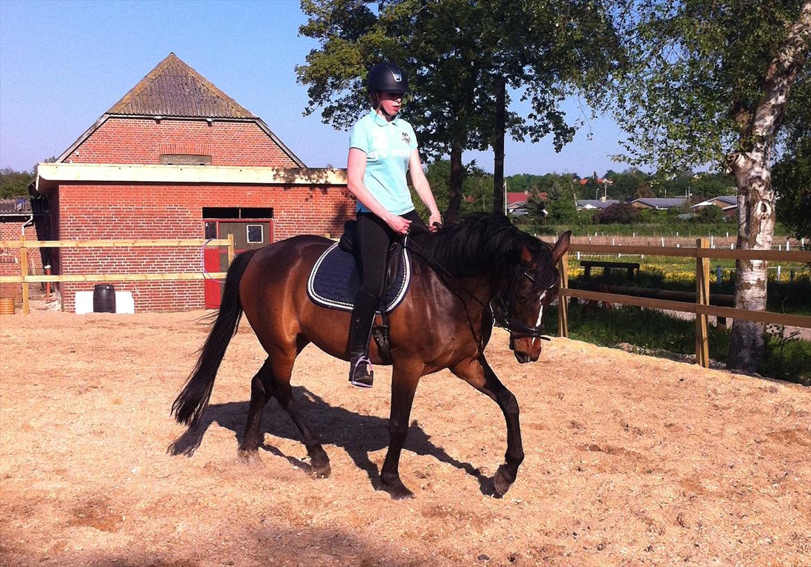 Anden særlig race Freja  billede 13