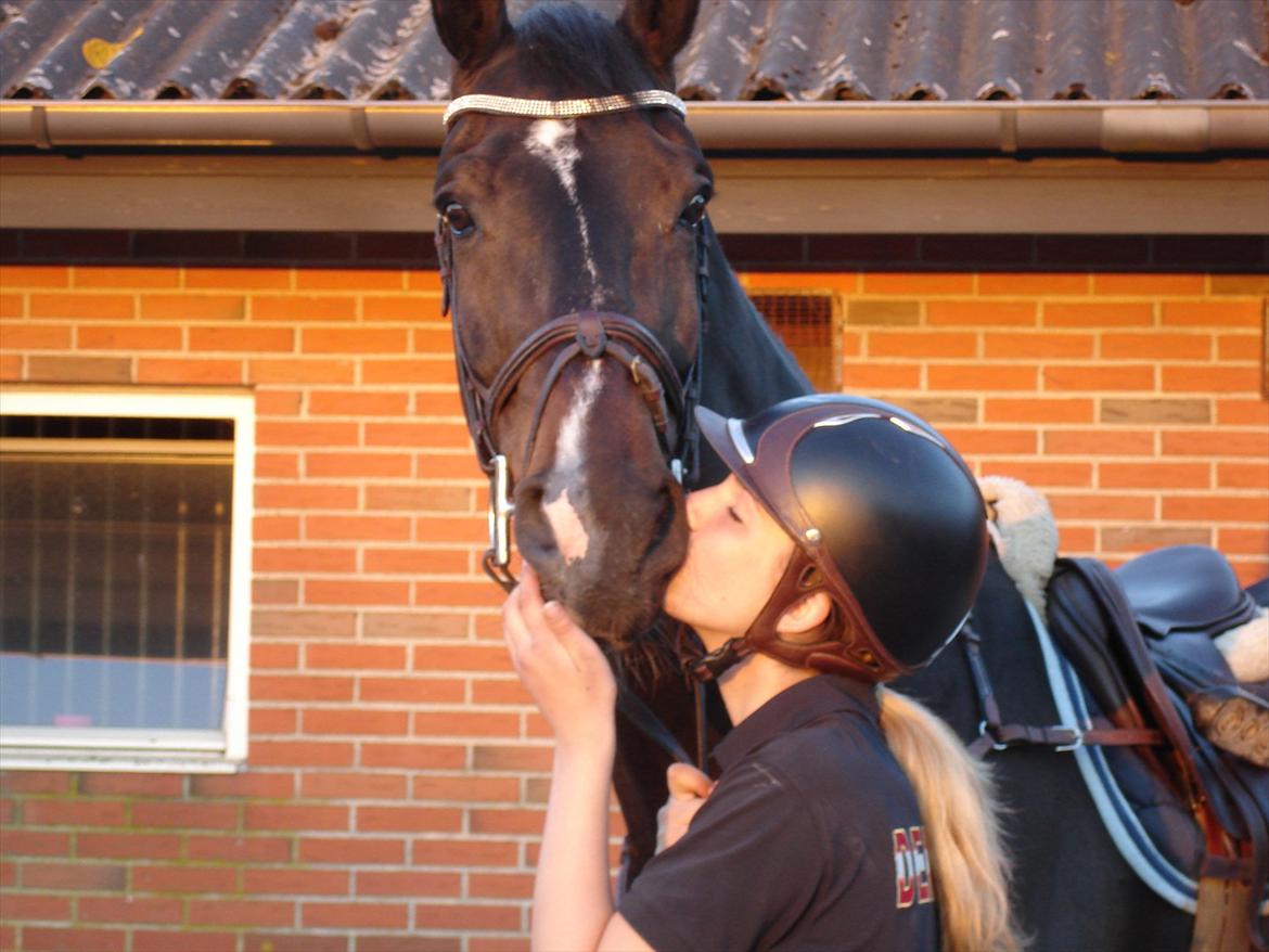 Hollandsk Varmblod Tim Town - Taget af min lillesøster :-D billede 5