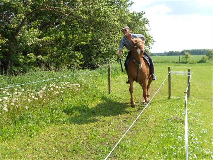 Sportsaraber (A) Lukas d 28 november Hvil i fred billede 15