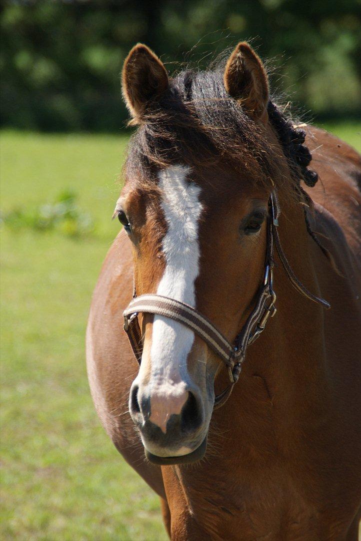 DSP Fredbo´s Rondo Royal<3 billede 28