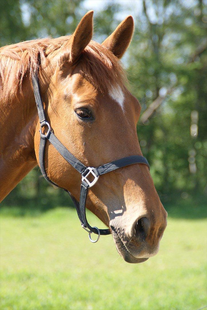 Dansk Varmblod Fredbo´s Khan billede 1