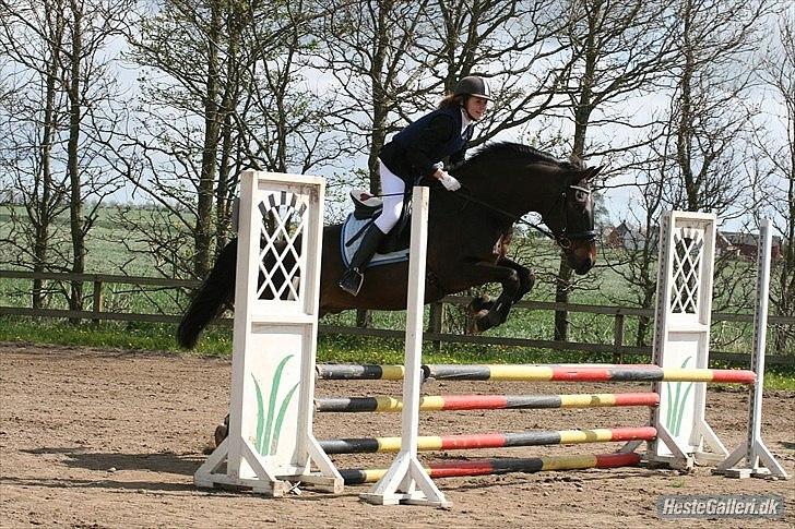 Anden særlig race Haahr's Cassio (Tidl. Lånehest) - Første springstævne sammen. Her i LE hvor det desværre blev til en bom. Ellers rigtig gode runder. :-)
Foto: Malene Markmann. billede 11