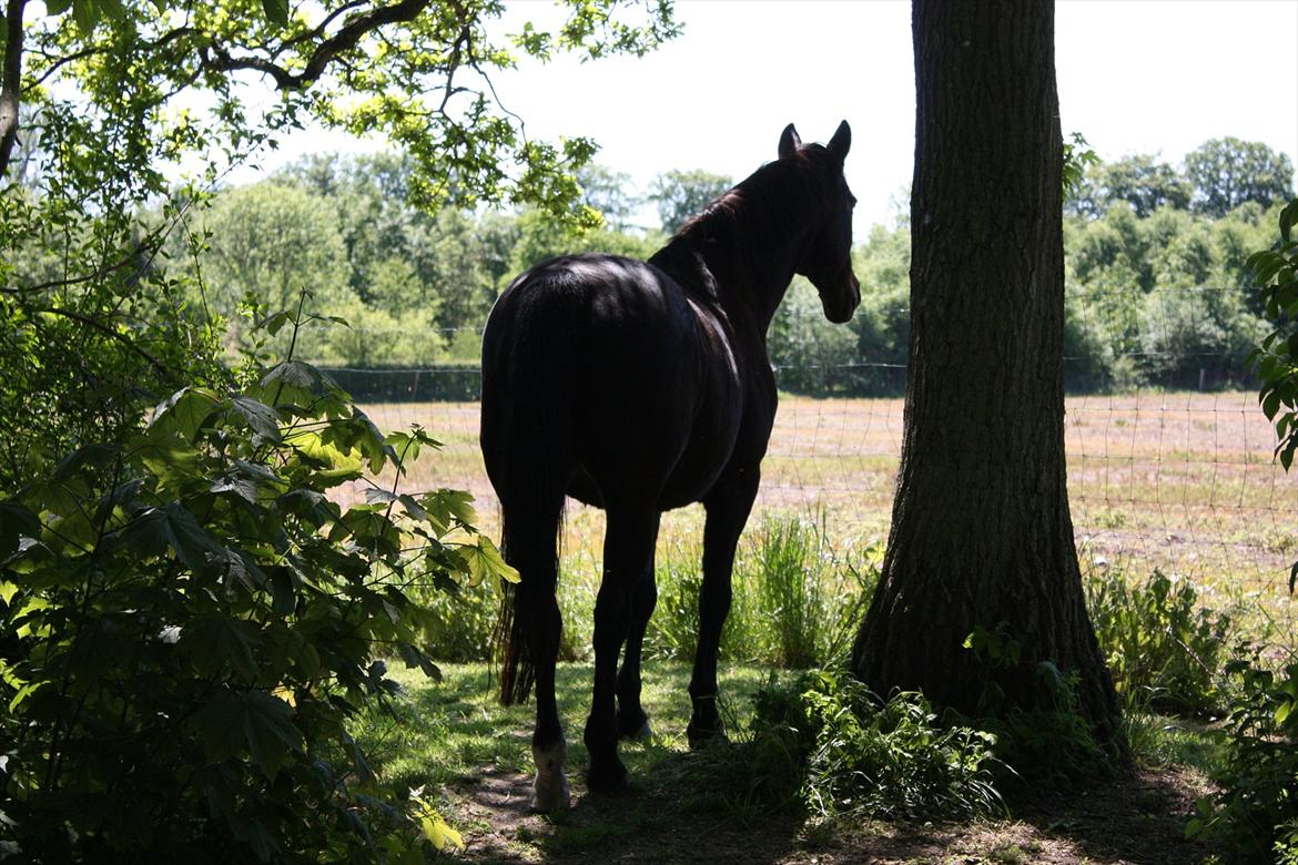 Dansk Varmblod Pirell <3 - Tak fordi du kiggede forbi :)
25 Maj 2012 billede 19