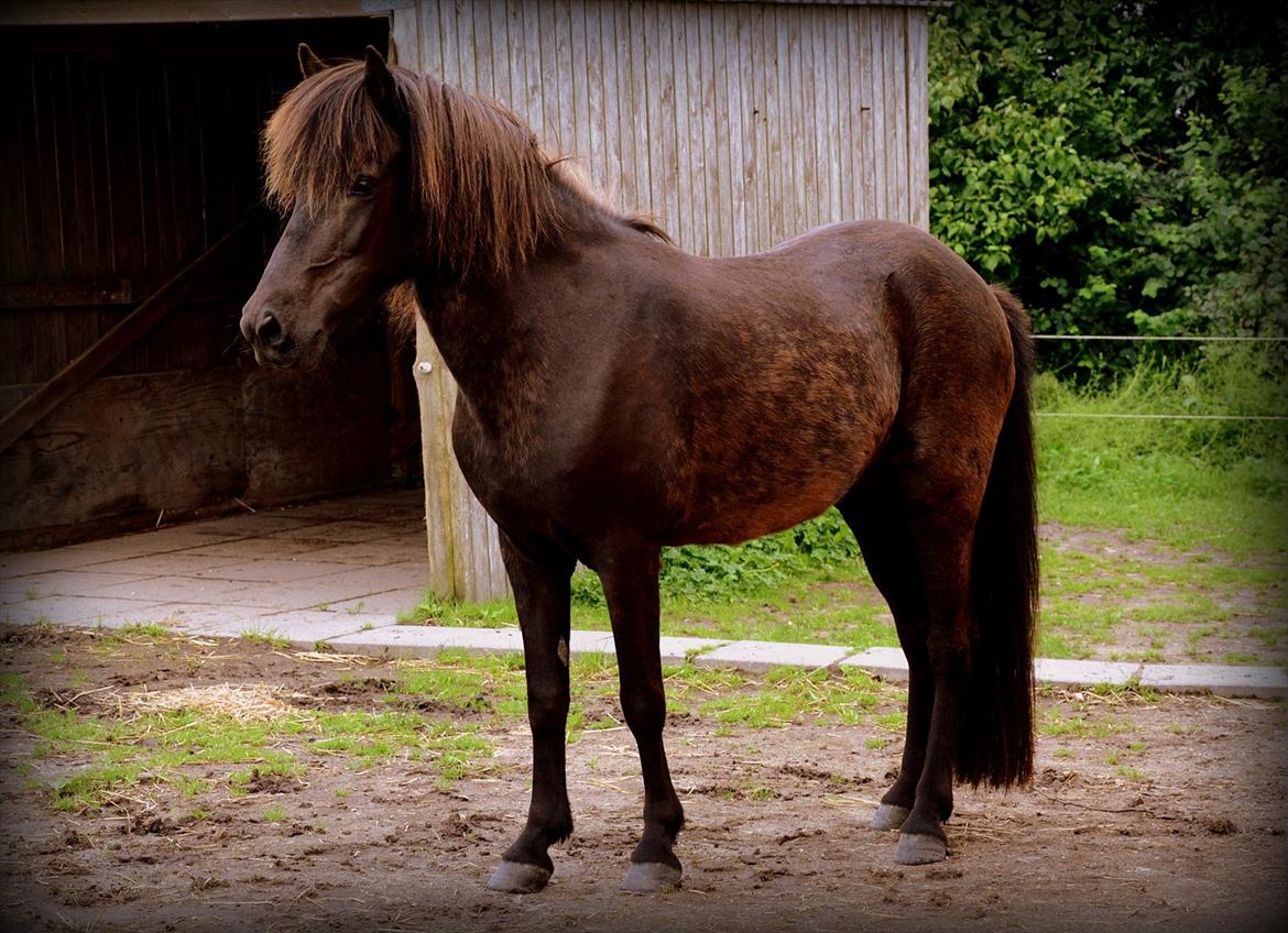 Islænder Steina <3 -  Death can not stop true love, it can only delay it for a little while. Du vil forevigt være min drømmehest. Min bedste ven<3 billede 7
