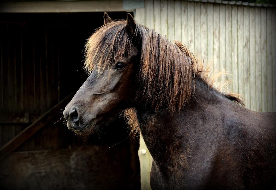 Islænder Steina <3 - They say when you are missing someone that they are probably feeling the same, but I don't think it's possible for you to miss me as much as I'm missing you. billede 2