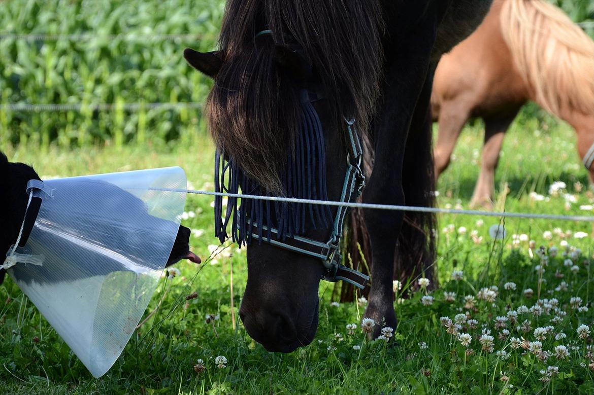 Islænder Steina <3 - Missing someone gets easier every day because even though it's one day further from the last time you saw each other, it's one day closer to the next time you will. billede 15