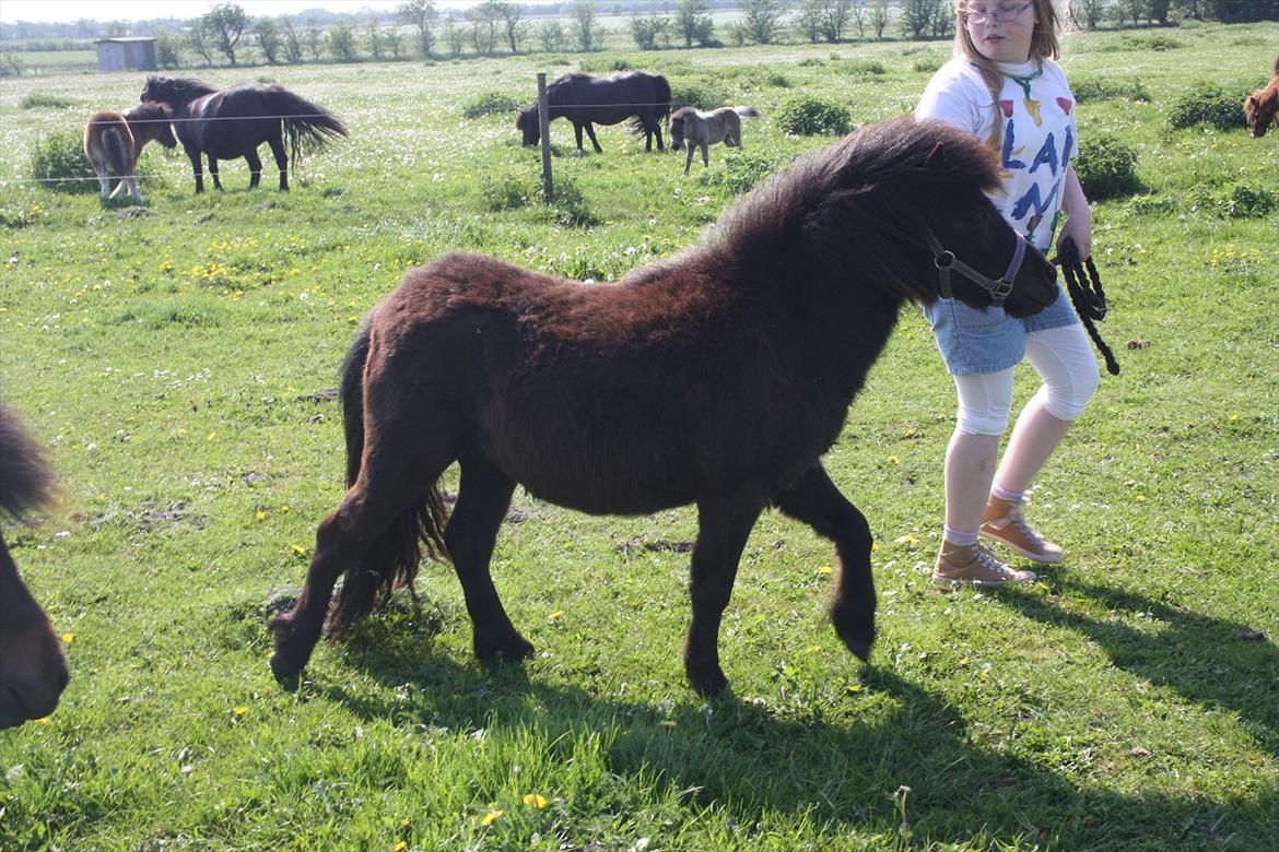 Shetlænder Ejstrups Mirakel billede 15