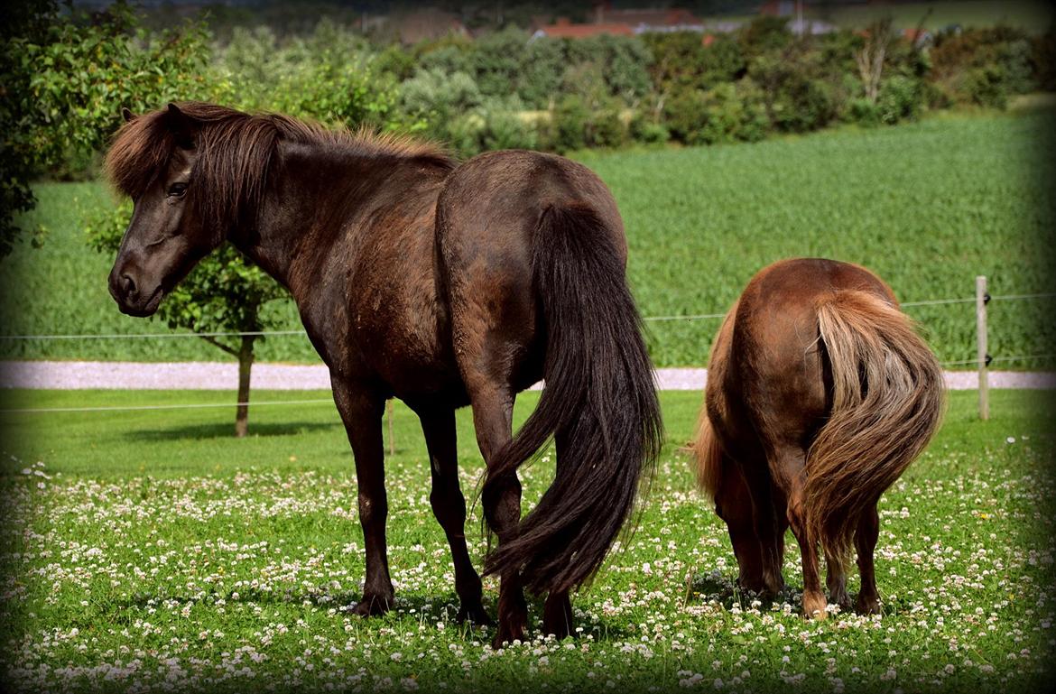 Islænder Steina <3 - When you miss me just look up to the night sky and remember, I'm like a star; sometimes you can't see me, but I'm always there. Fra Steina til mig og Lippa. <3 billede 6