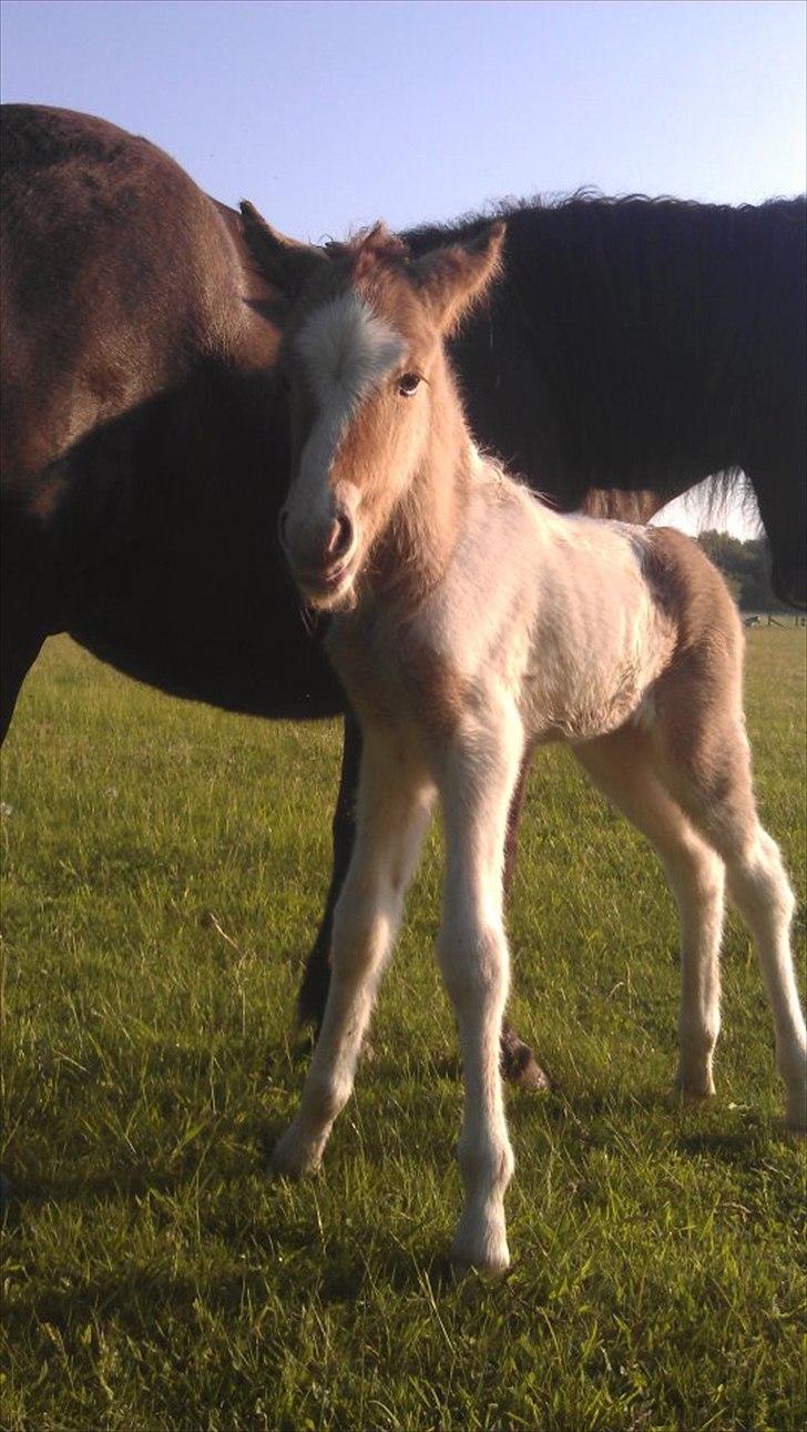 Islænder Alvar fra Fairgaarden billede 1