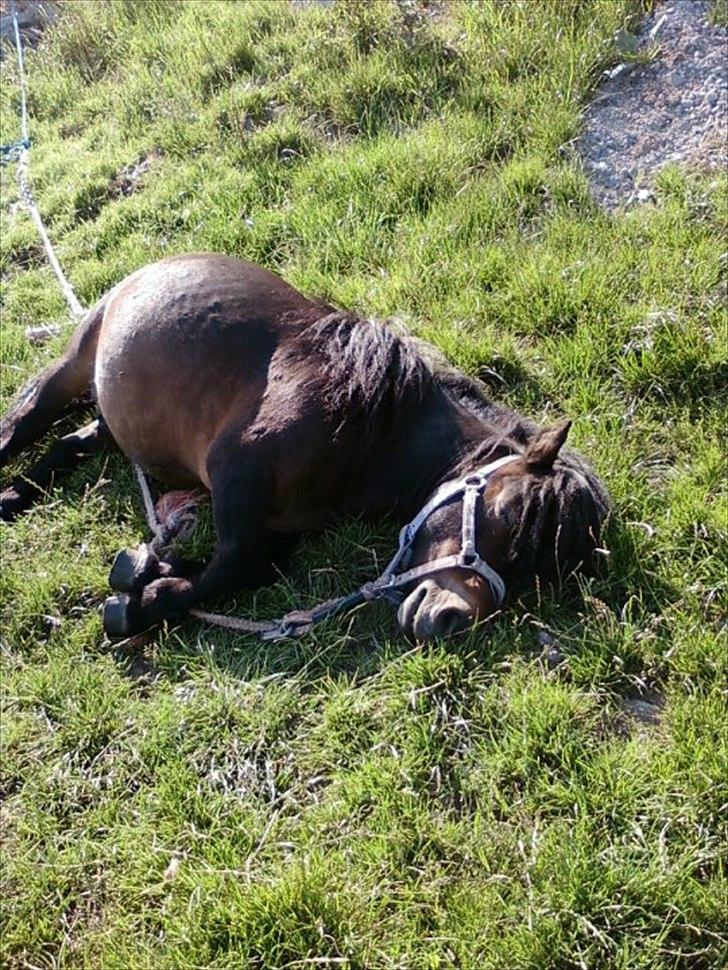 Shetlænder Robin - Robin som er mere eller mindre død....
EJ! Han sooooover :D billede 5