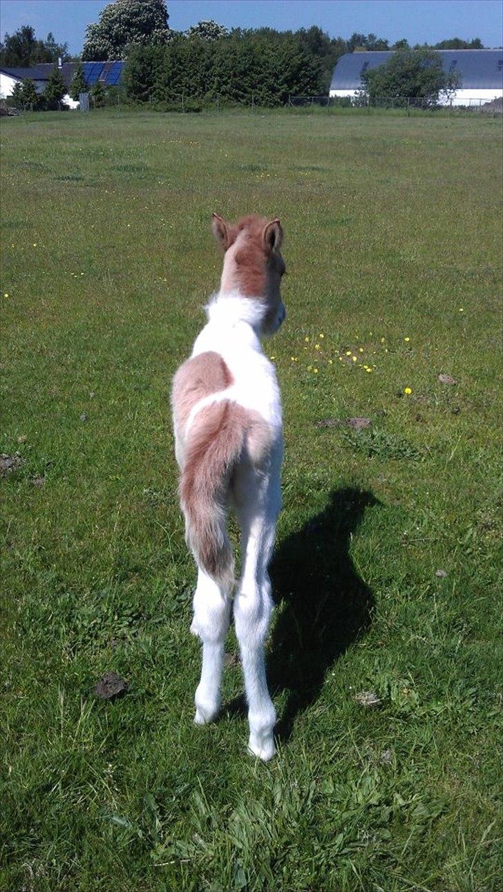 Islænder Alvar fra Fairgaarden billede 2