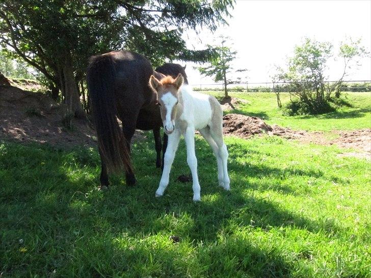 Islænder Alvar fra Fairgaarden billede 3