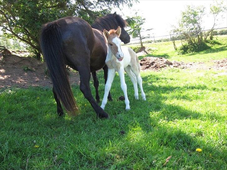 Islænder Alvar fra Fairgaarden billede 4
