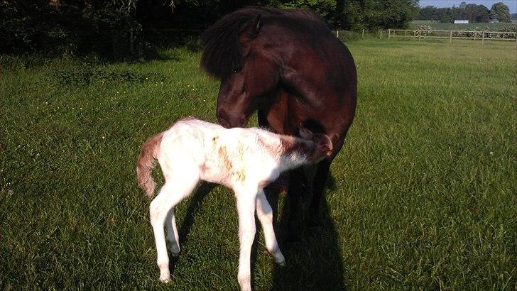 Islænder Alvar fra Fairgaarden billede 5