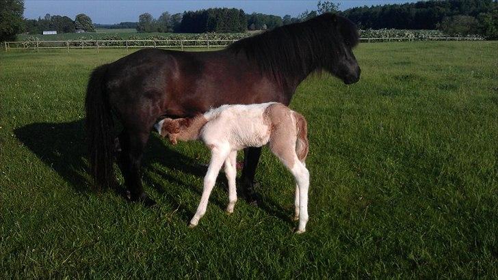 Islænder Alvar fra Fairgaarden billede 6